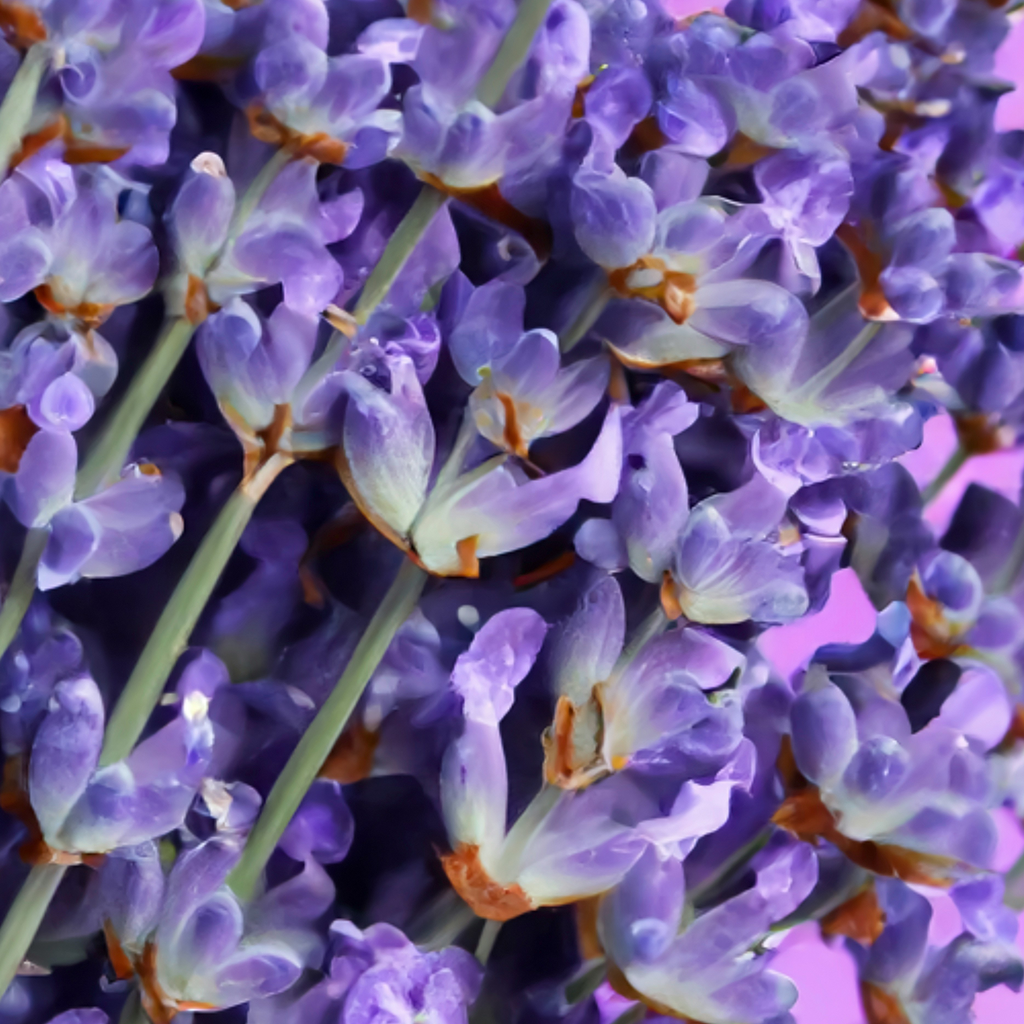 Un Cioccolato da Dio alla Lavanda